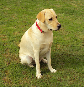 Picture of Yellow Labrador Retriever, photo by Paul T D