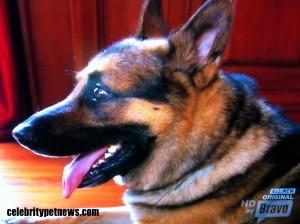 Photo of Bisco Maloof Nassif Profile German Shepherd Dog CPN