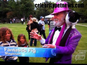 Photo of Fantastic Fig Cat RHOBH Celebrity Pet News