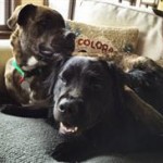 Thumbnail image for Lindsey Vonn Dog Bite Trauma Teaches Dog Bite Prevention Lessons
